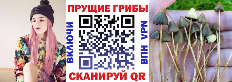 что такое   Новосиль  Галлюциногенные грибы Cubensis 